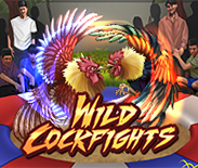 Wild Cockfights Wild Cockfights