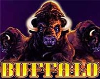 BUFFALO MC BUFFALO MC